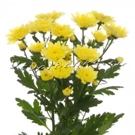 Хризантема желтая кустовая «Балтика»