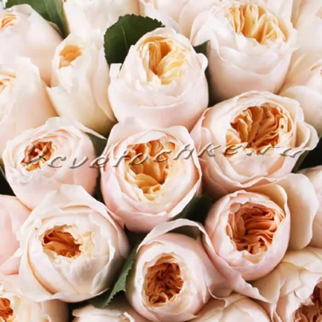 Шляпная коробка Grand "Розы Джульет", Доставка цветов Тольятти, цветы Тольятти, Vcvetochke