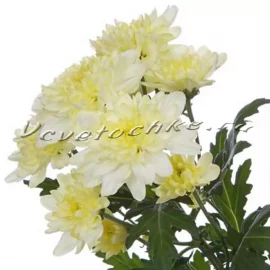 Хризантема кустовая кремовая
