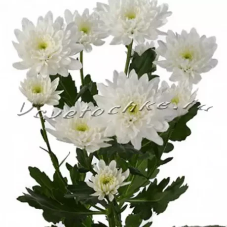 Хризантема белая кустовая «Балтика»