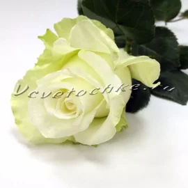 Белая роза поштучно