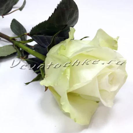Белая роза, Доставка цветов Тольятти, Vcvetochke