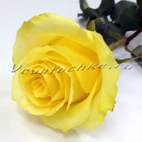 Желтая роза поштучно