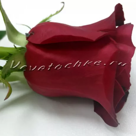 Красная роза, Доставка цветов Тольятти, Vcvetochke