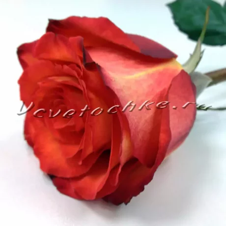 Красно-оранжевая роза, Доставка цветов Тольятти, Vcvetochke