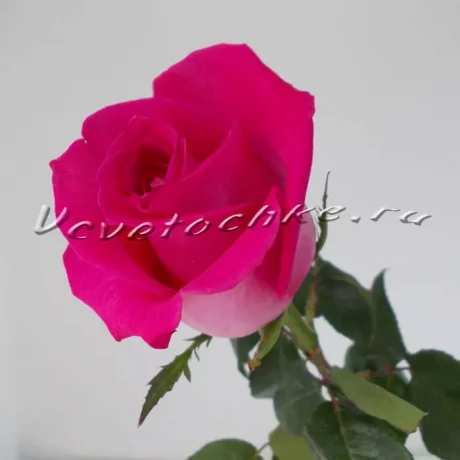 Розовая роза поштучно