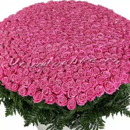 Букет «1001 розовая роза»