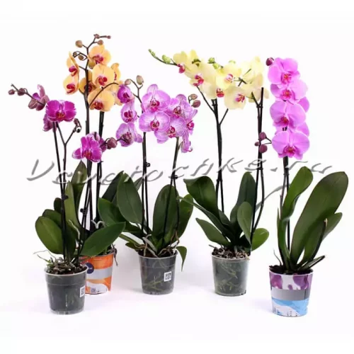 Орхидея фаленопсис двухствольная » Цветы Тольятти