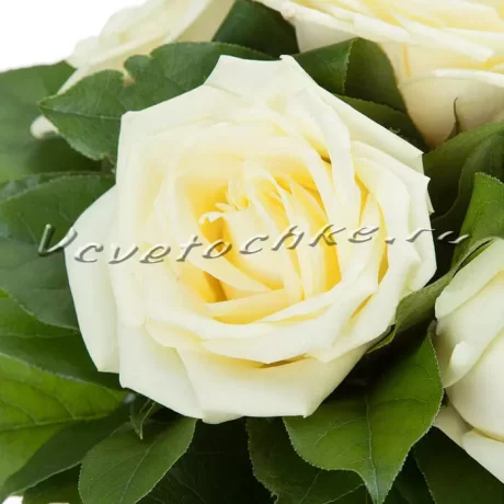 Букет "5 белых роз", Доставка цветов Тольятти, цветы Тольятти, Vcvetochke